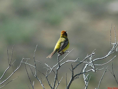 ������� �������